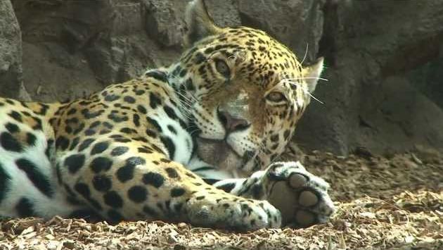 Тенерифе, Февраль: Лоро парк.Тенерифе.