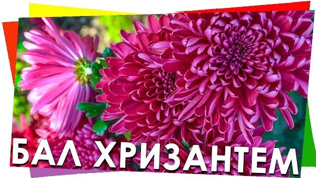 Ноябрь, Крым: Бал Хризантем Никитский Ботанический сад, Крым