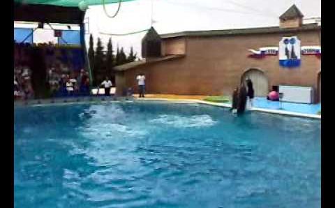 Адлерский дельфинарий. июль-2009. Dolphinarium in Adler-Sochi