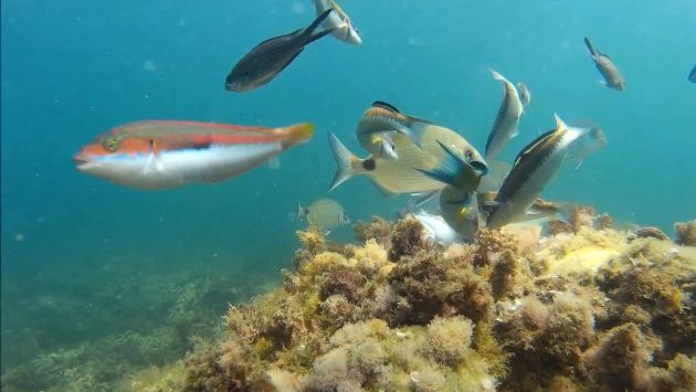 Август в Тунисе: Дайвинг в ТУНИСЕ г.  Монастир 2016