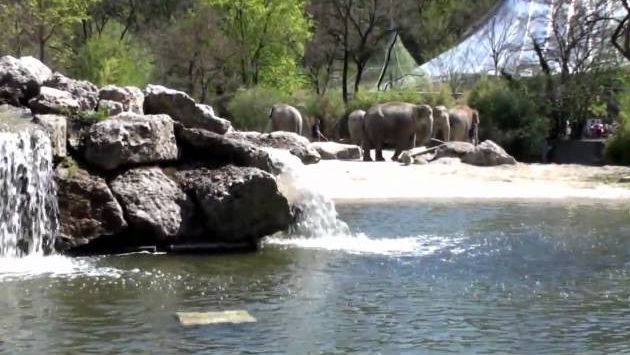 Германия: Münchens Zoo Hellabrunn im Frühling - Zoo Munich in spring