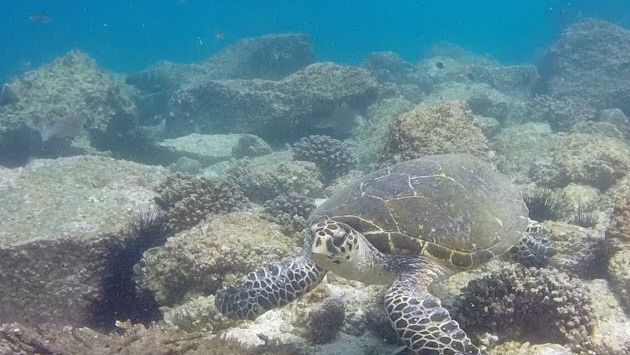 Апрель в ОАЭ: Diving in Fujairah with Henrik Apr 2014