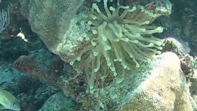 Дайвинг на Кубе. Карибское море. Март 2013