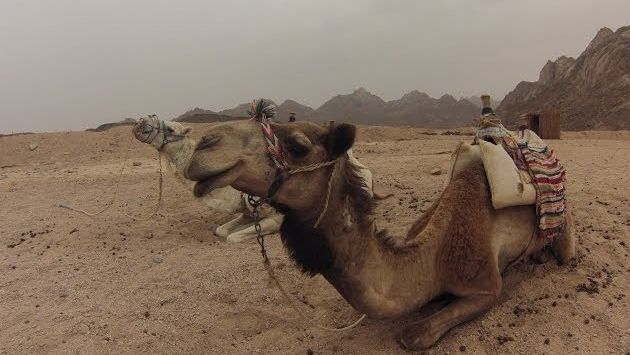 Хургада, Июнь: Hurghada, Egypt 2014