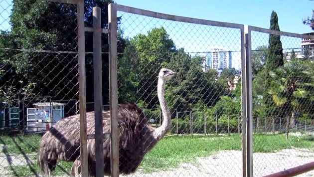 Дендрарий в Сочи 21 Июня 2013 г