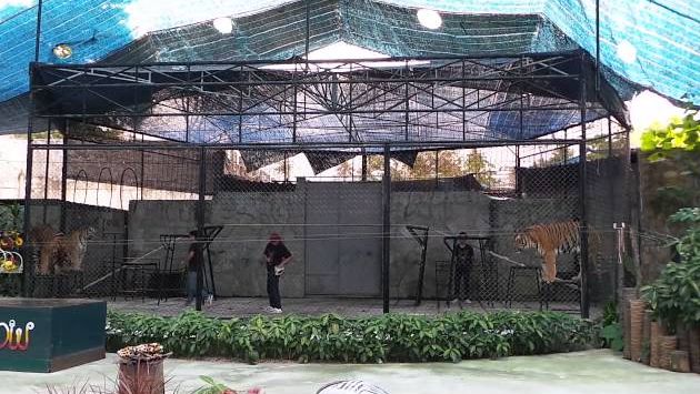 Февраль: Ko Samui Zoo - TIGER SHOW!!